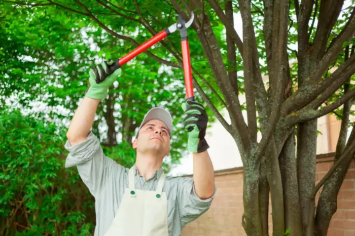 Best Time To Trim Trees Mars Hill NC
