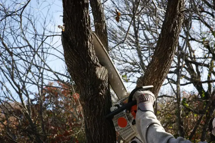 How To Trim A Tree Mars Hill NC