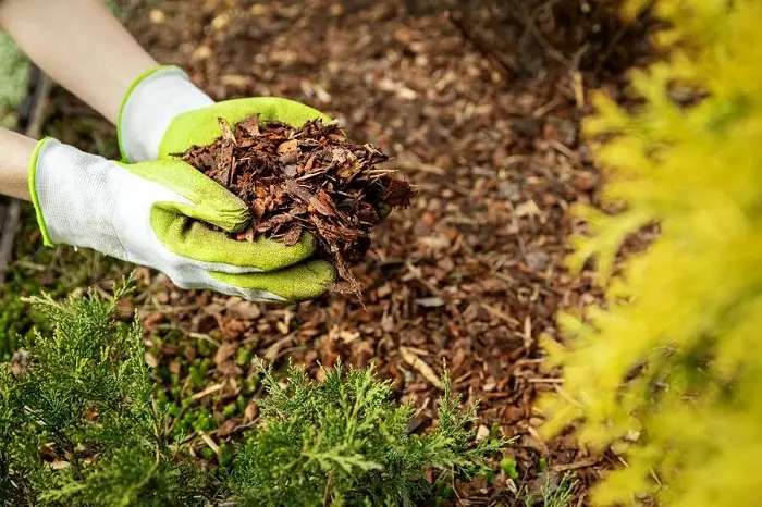 Mulching Tips in Mars Hill NC