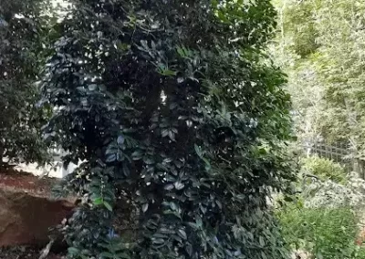 Landscape Specialist
