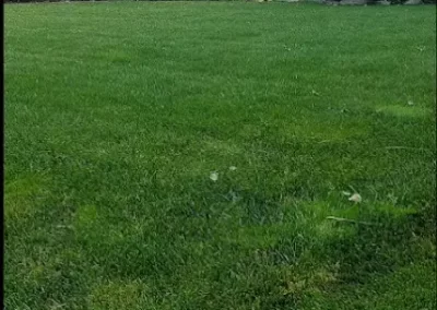 Professional Lawn Service