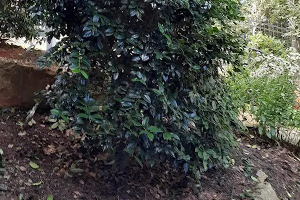 Tree Trimming