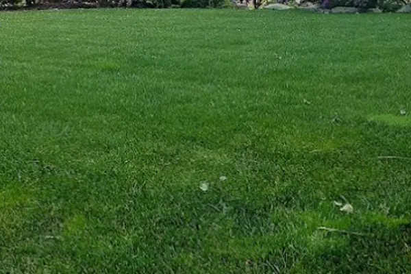 Lawn Care